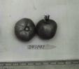 Click for 1 image(s) for this accession. FRUIT